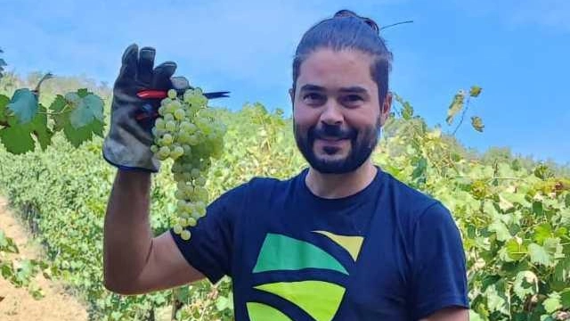 La vendemmia anticipata della Cantina Saputi di Colmurano è in corso grazie al clima favorevole e alla richiesta di vini più leggeri. L'azienda ha assunto tre ragazzi immigrati per la raccolta, con risultati positivi.