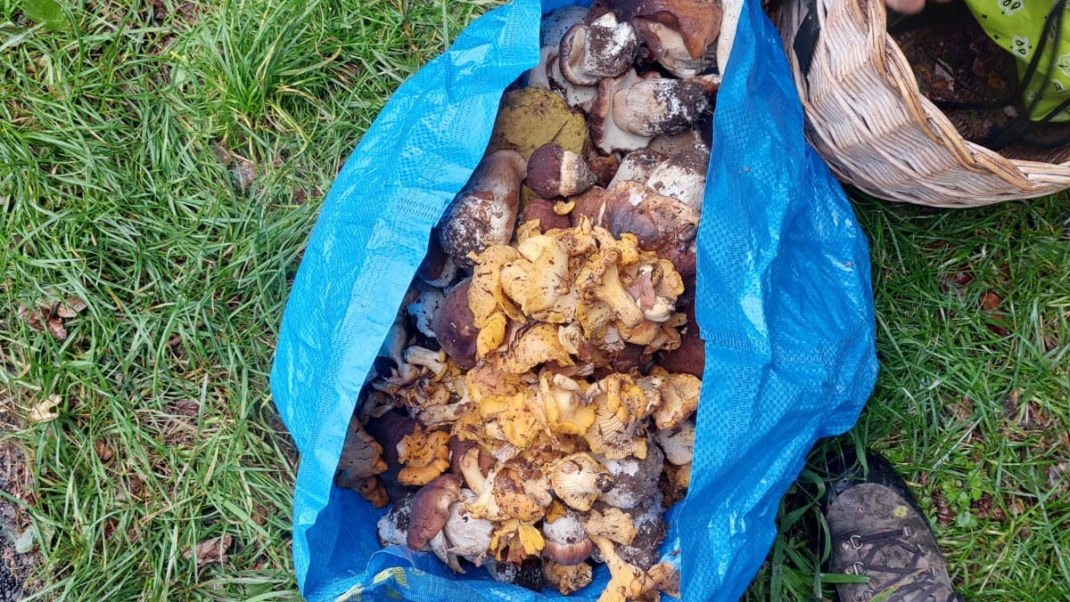 Sequestrati oltre dieci chilogrammi di funghi a un cittadino toscano in località Bellagamba di Fiumalbo