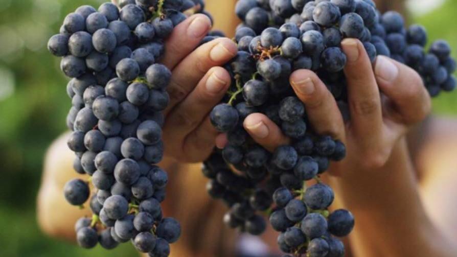 Vendemmia, produzione in aumento: "Sarà una buona annata per il vino"