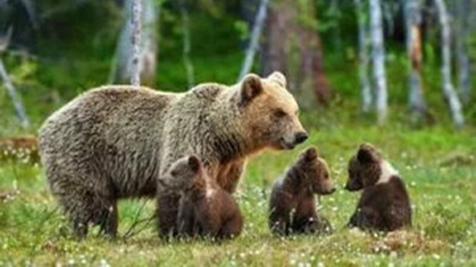 È stata uccisa il 30 luglio l’orsa Kj1. L’orsa più anziana del Trentino aveva circa 22 anni ed era mamma di tre cuccioli