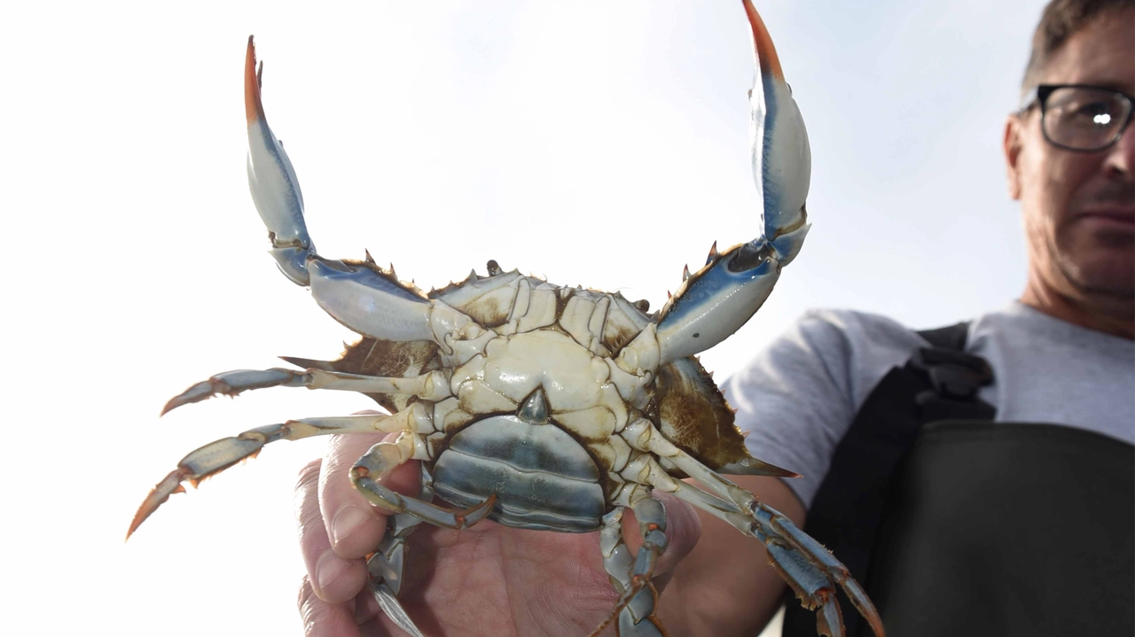 Il granchio blu è una specie aliena per il mar Mediterraneo (foto d'archivio Businesspress)