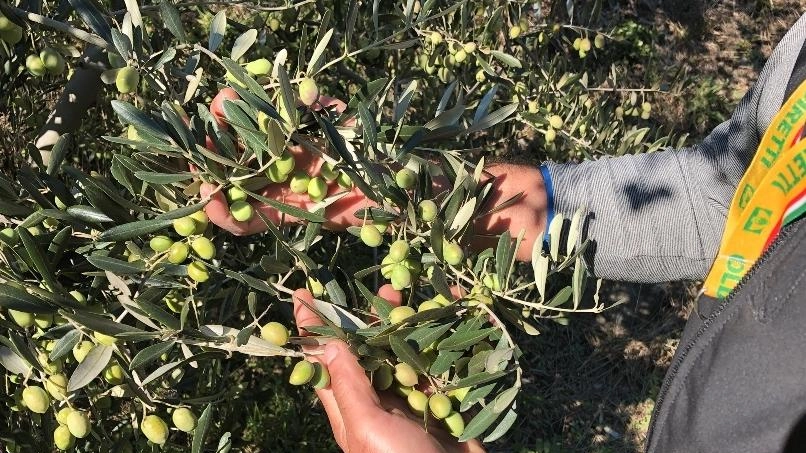 La produzione di olio nelle Marche si preannuncia positiva per il 2024, con proposte di sostegno per incrementare la qualità e la quantità, puntando su oliveti biologici e denominazioni di origine.