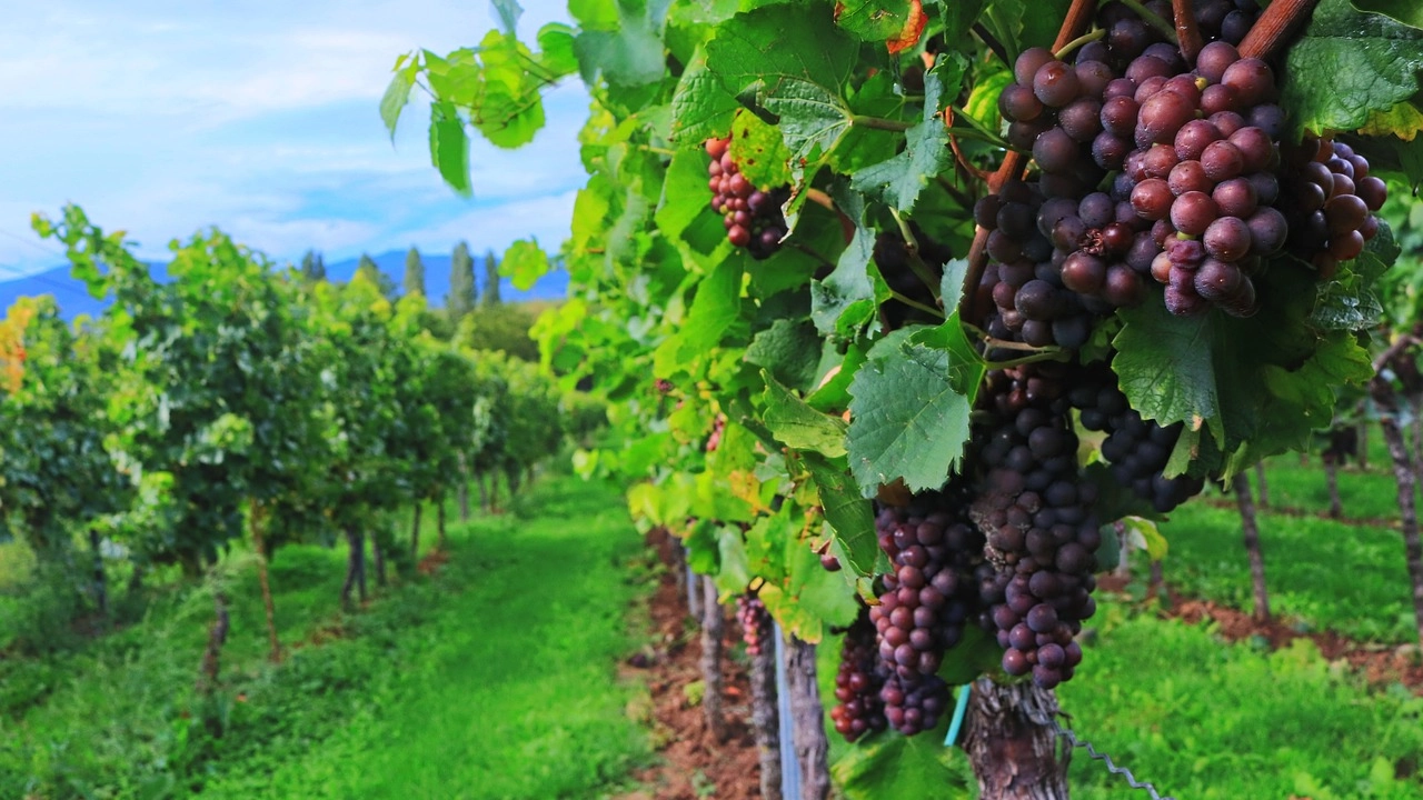 Sanzionate due aziende agricole del territorio