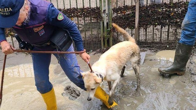 Tutti in pista per il canile. Da Canalis a Littizzetto. I vip si mobilitano per i cuccioli