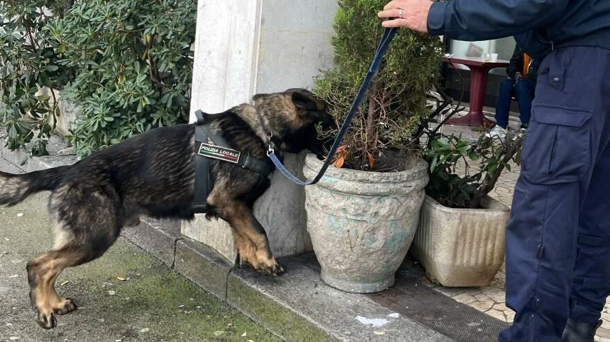 Controlli alla Fiera di San Michele. Due giovani trovati con l’hashish