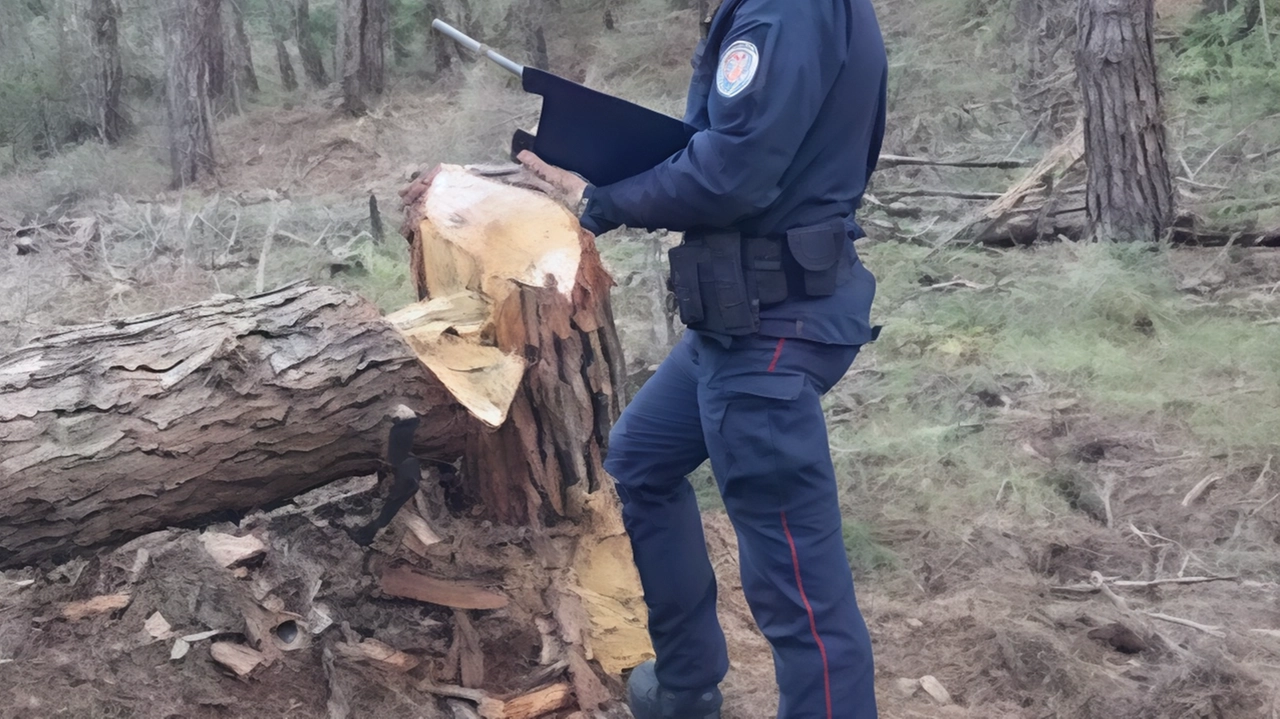 A fine anno hanno fatto un po’ di pulizia nei cassetti e, su richiesta della stazione carabinieri forestali di Recanati...