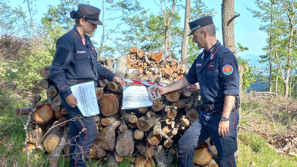 Duemila quintali di legna tagliati illecitamente Il materiale è finito sotto sequestro grazie alle indagini dei carabinieri forestali