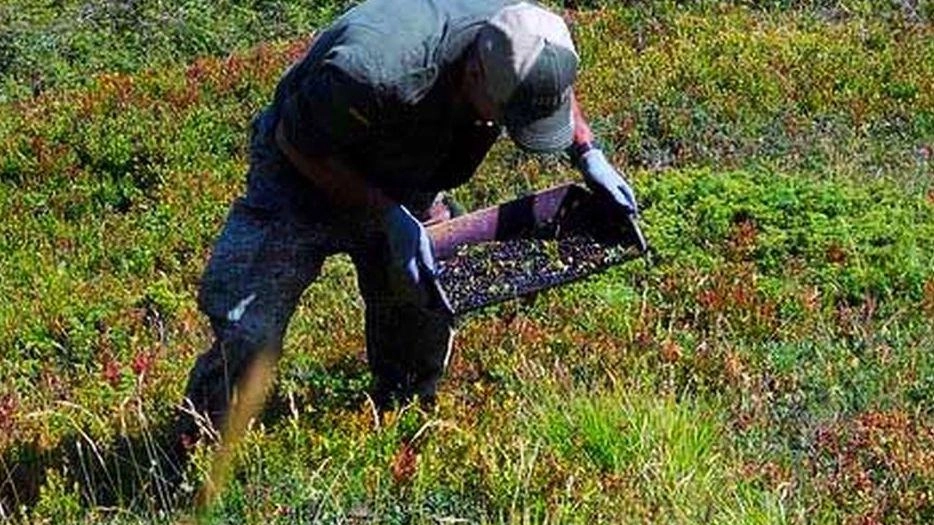 Drastico calo nel 2024 per la raccolta dei mirtilli (foto di repertorio)