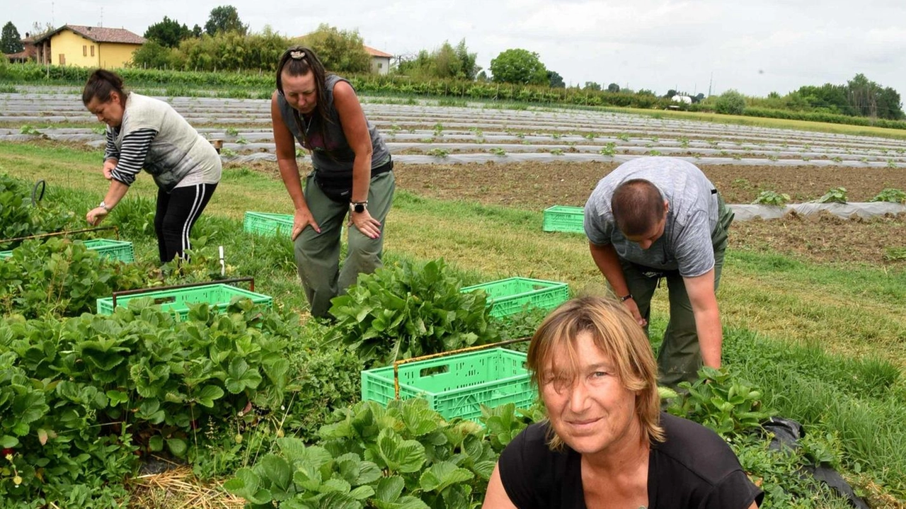 Le fragole danneggiate della pioggia A sinistra, Fabrizio Ganzarolli mostra gli effetti di una delle tante grandinate