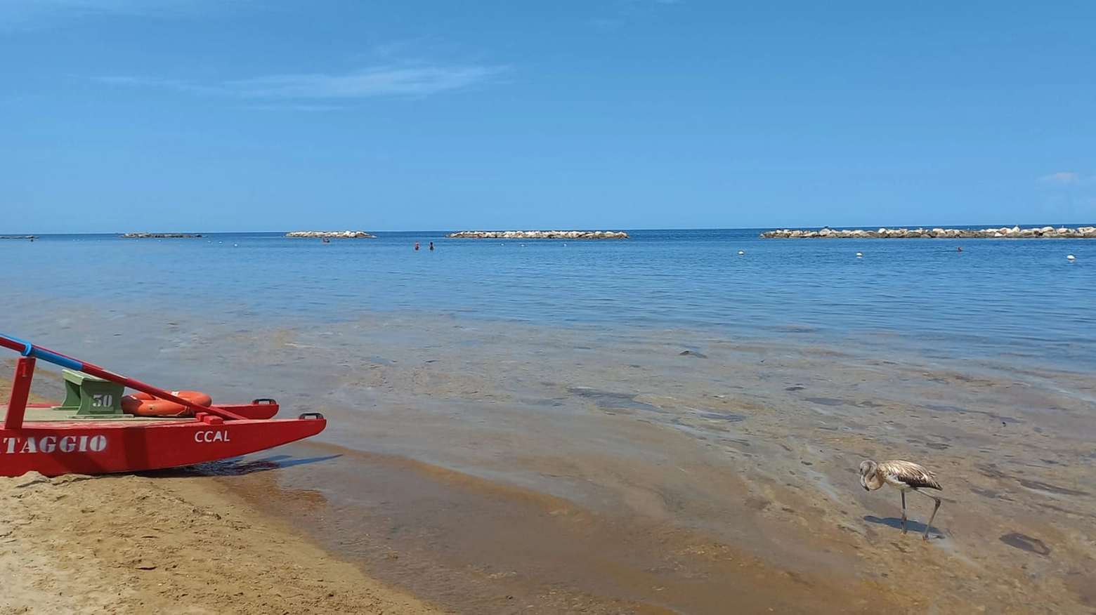 Il fenicottero in spiaggia a Pesaro