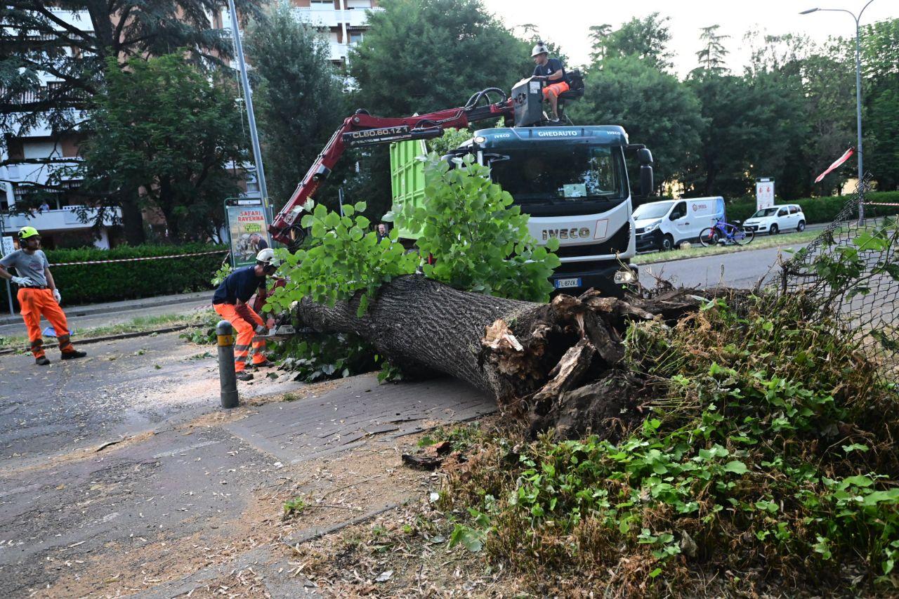 Bologna, cade grosso albero in via San Donato
