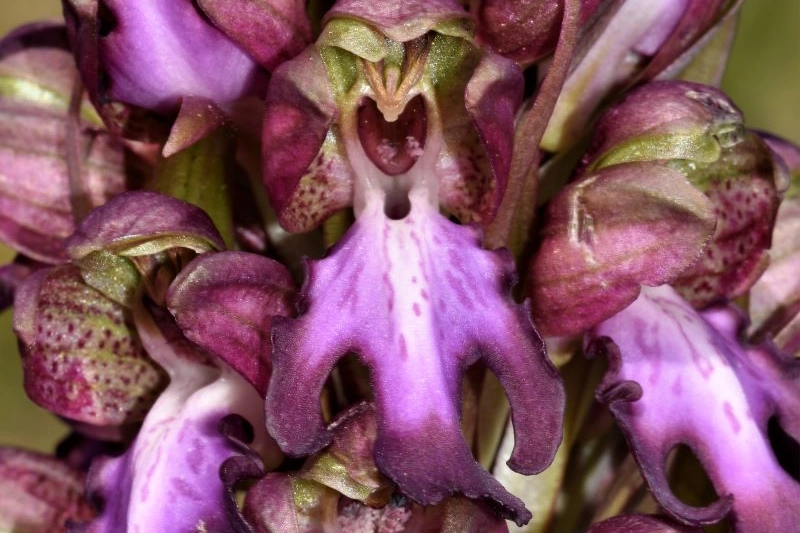 La rara specie di orchidea scoperta nel Parco nazionale delle Foreste Casentinesi