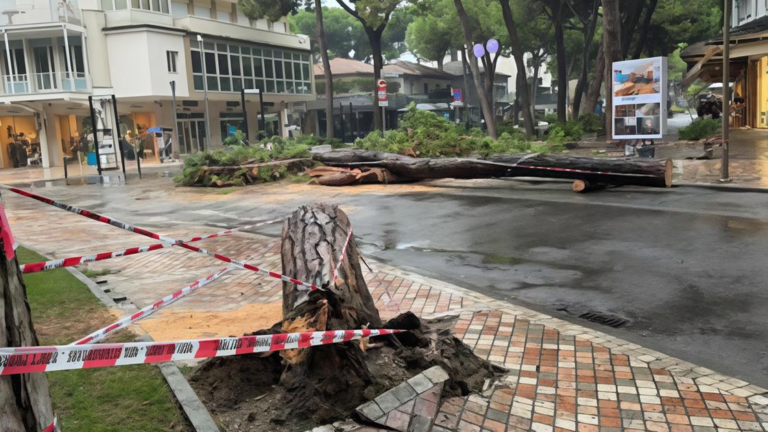 Crolla un pino a Milano Marittima. Cade su un’auto, salvi per un pelo