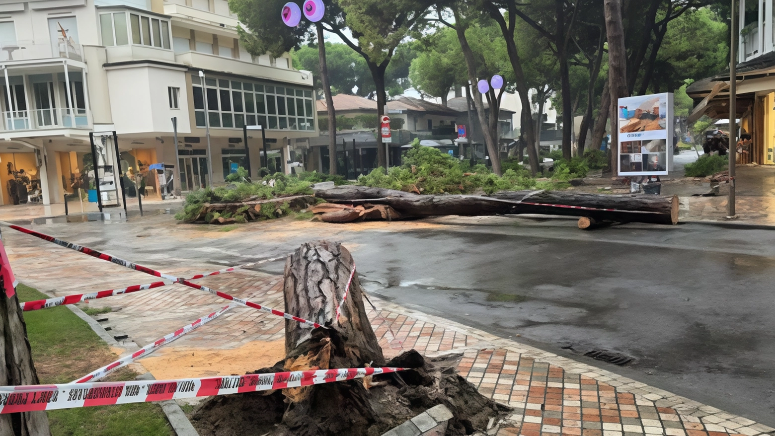 Il pino caduto in rotonda 1° Maggio è stato fatto a pezzi dai vigili del fuoco in modo che potesse essere portato via