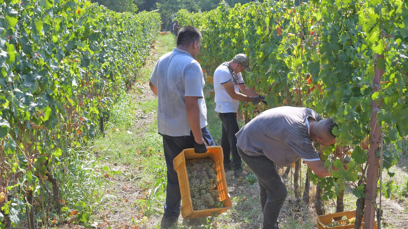 L'azienda agricola si trova nella vallata del Tronto