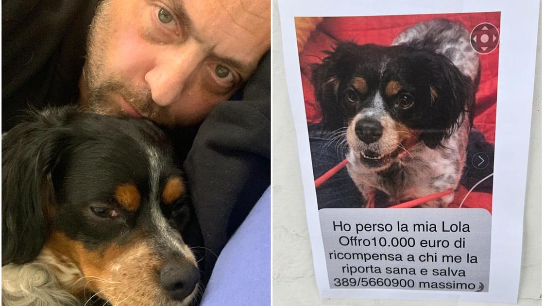 Maxi ricompensa per il cane smarrito. “Offro 10.000 euro a chi lo ritrova”