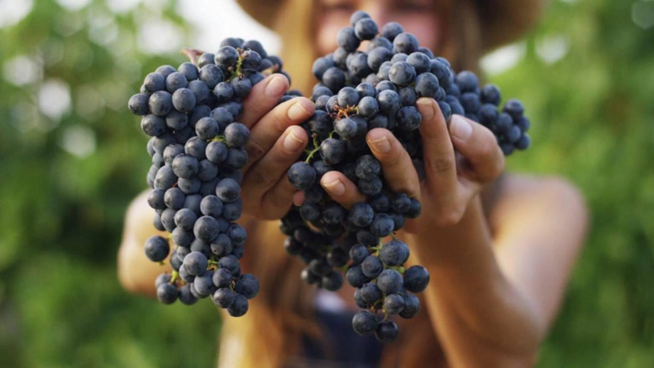 Evento aperto a tutti. Si raccoglie l’uva con i vignaioli, poi la pigiatura