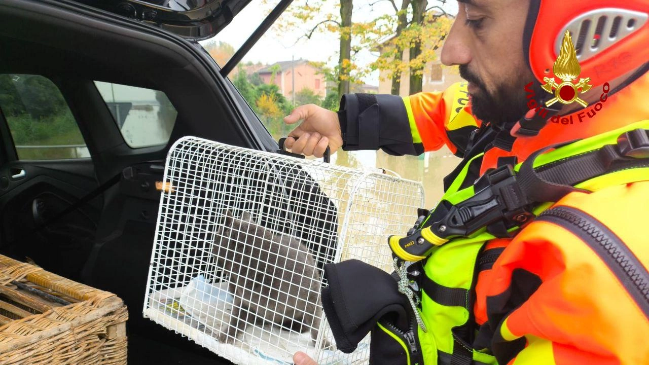 I Vigili del Fuoco mettono in salvo i gatti recuperati. (Foto Vigili del Fuoco)