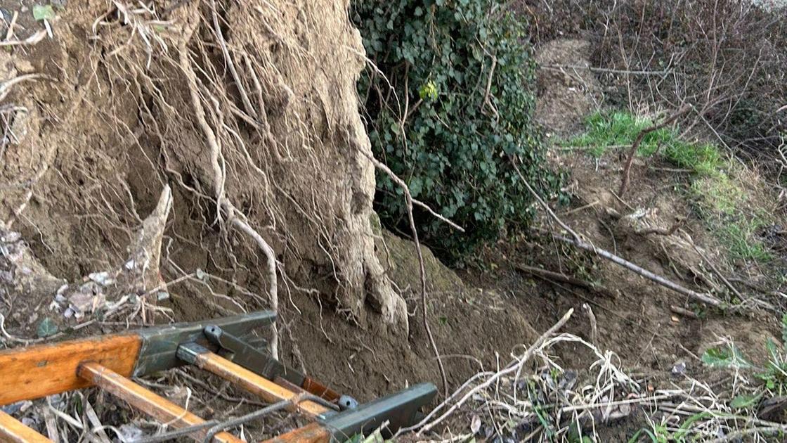 Cane cade sulla scarpata. Recuperato dai vigili del fuoco