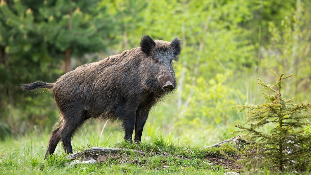 Un cinghiale ha investito una coppia in scooter: i due sono stati portati in ospedale