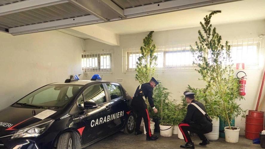 I carabinieri le avevano individuate in una zona isolata e si sono appostati per sorprendere il proprietario