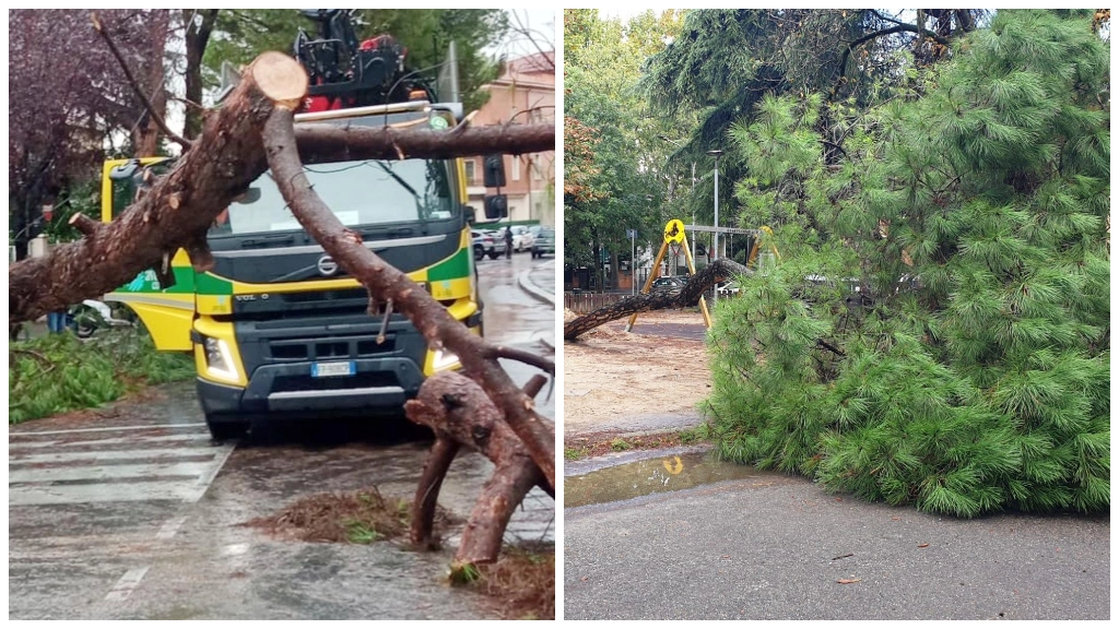 Gli alberi caduti in via XXI Aprile (a sinistra) e in via Laura Bassi (Foto Schicchi)