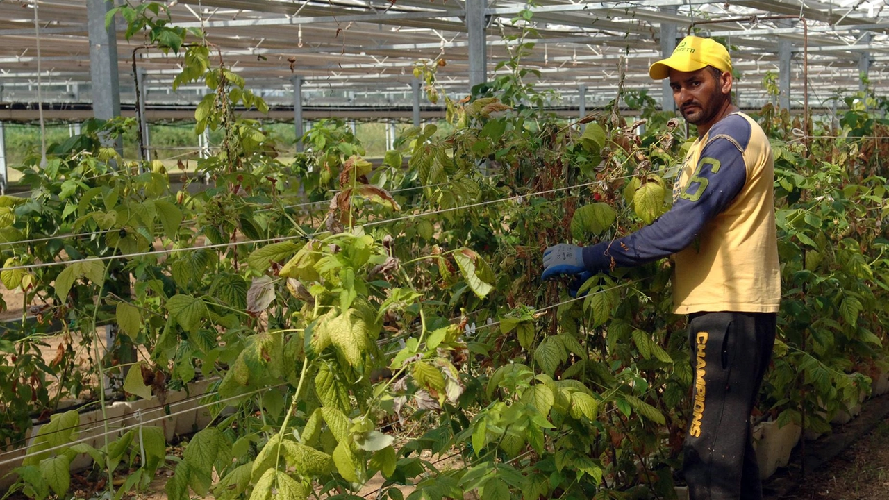 Il nuovo accordo è stato firmato nella tarda serata di martedì. Il contratto provinciale per i lavoratori agricoli era scaduto dal dicembre 2023