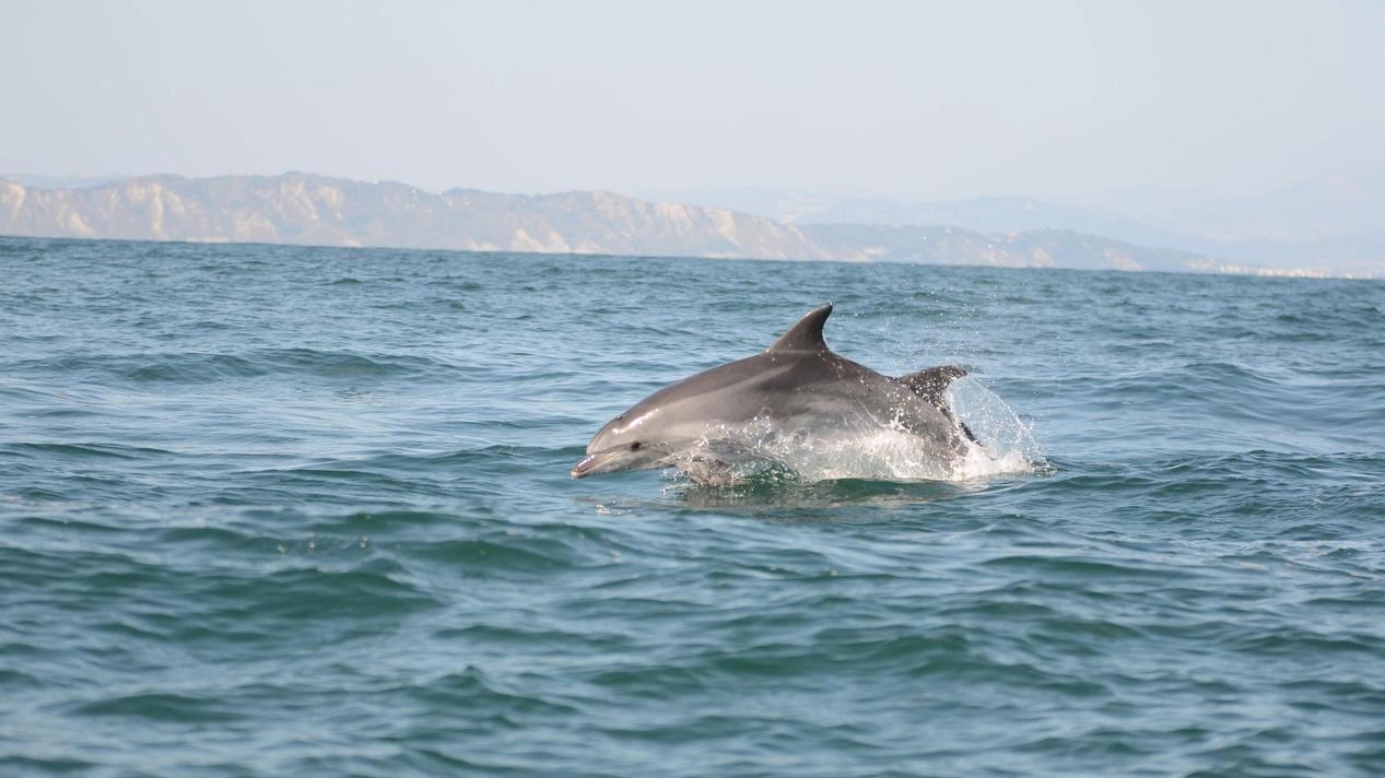 Il progetto "Delfini Metropolitani Adriatico" monitorerà i cetacei lungo le coste romagnole per valutarne lo stato di conservazione e l'impatto del cambiamento climatico. Finanziato da Aderholt-Goh Trust, si svolgerà in collaborazione con Acquario di Cattolica e Oltremare.