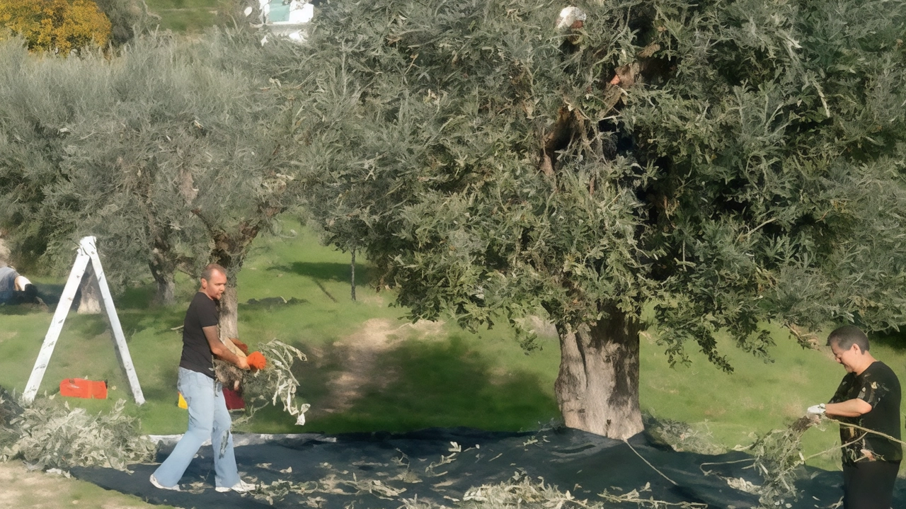 Il Comune di Grottammare mette a bando la concessione gratuita di piante per la raccolta delle olive. Requisito: residenza nel comune. Scadenza: 11 ottobre.