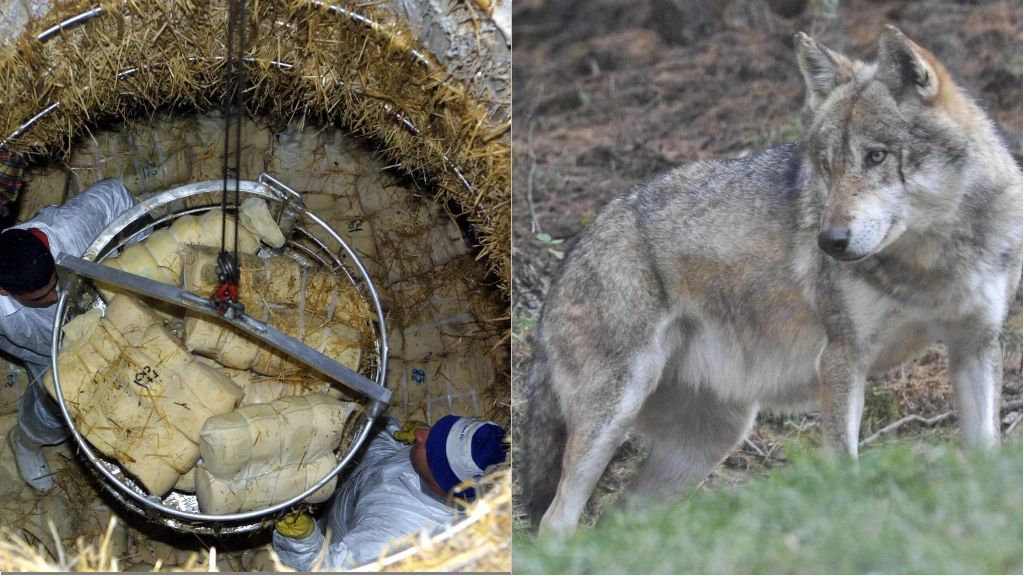 Il programma di monitoraggio della specie condotto dalla Regione Marche insieme agli Enti gestori delle aree protette ha stimato che almeno 140-160 lupi frequentano zone che comprendono buona parte della dorsale appenninica