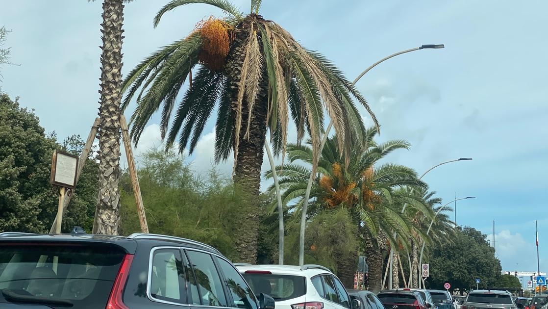 Palme avvizzite, il Comune chiama l’esperto