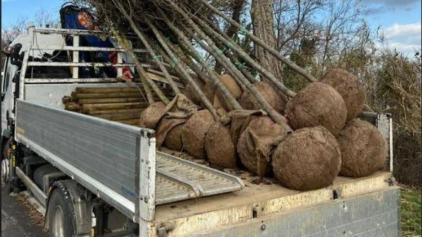 Frassini, peri e un platano. E’ iniziata la piantumazione di una cinquantina di nuove alberature nelle vie della città di...