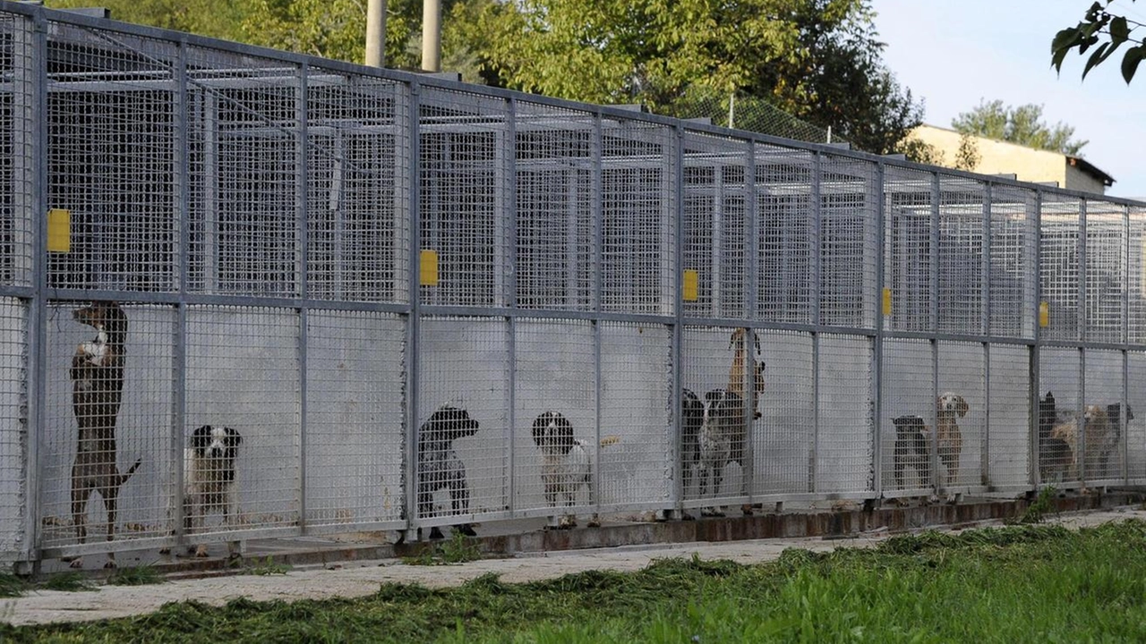 A sinistra, il canile comunale Con la campagna «Il calore di una casa» Laviano vuole promuovere le adozioni