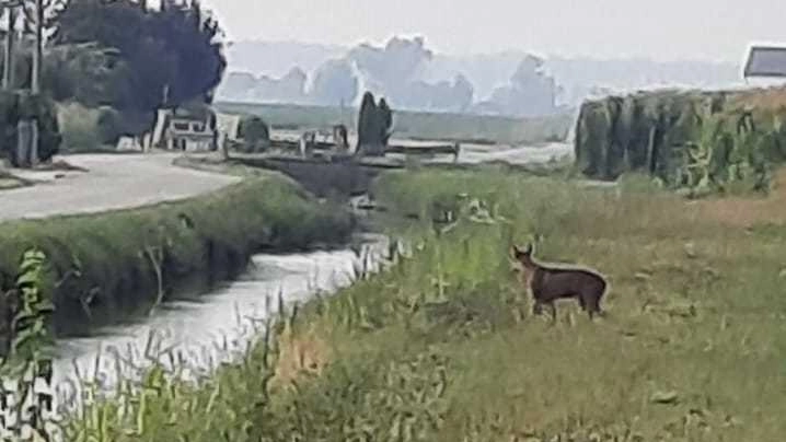 "Ho visto un lupo nel mio campo. Stava inseguendo delle prede"