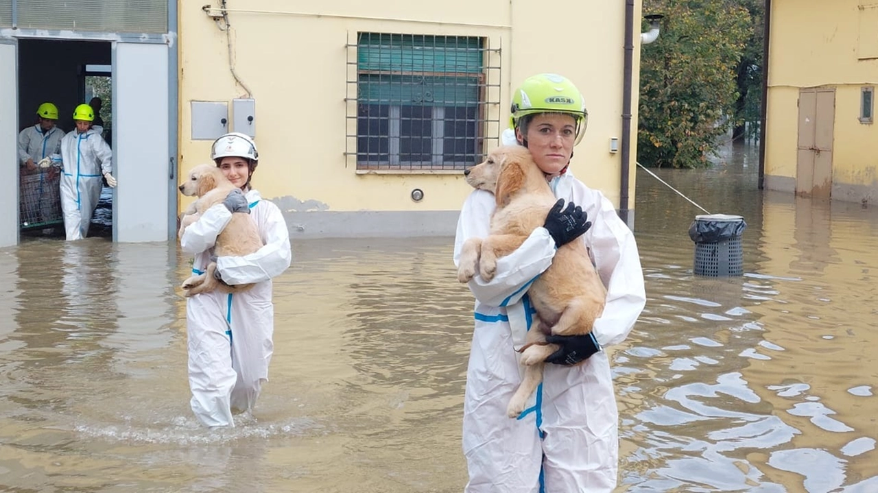 Cani del "Rifugio di Castelnovo di Sotto" tratti in salvo (tratte dalla pagina Meteo Reggio)