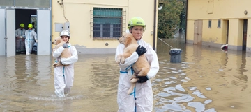 Allagato il canile comunale di Reggio Emilia, morto un cane: “Abbiamo perso tutti i medicinali”