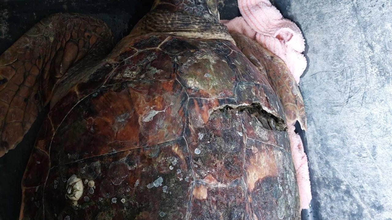 La caretta-caretta recuperata nella tarda serata di venerdì sulla spiaggia di Lido delle Nazioni grazie alla segnalazione di un turista