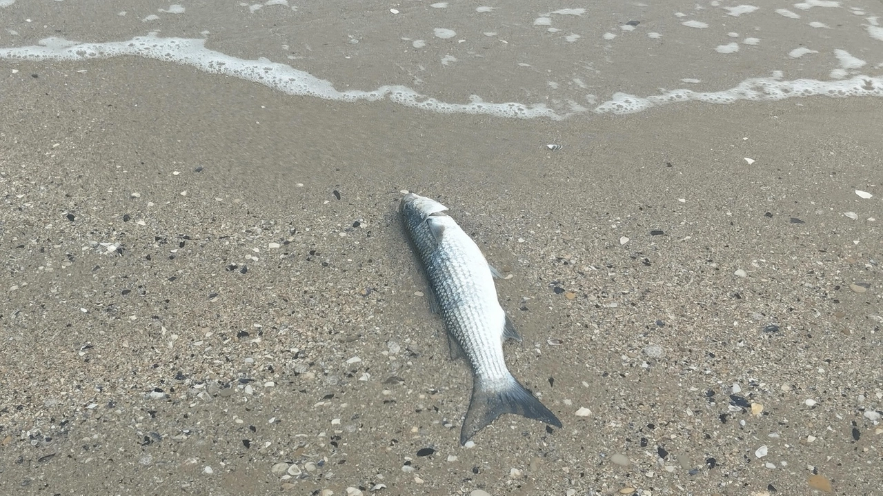 Una carcassa di cefalo spiaggiata nella battigia a Pesaro