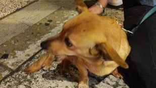 Uno dei cani maltrattati dall'uomo che è stato denunciato dalla polizia