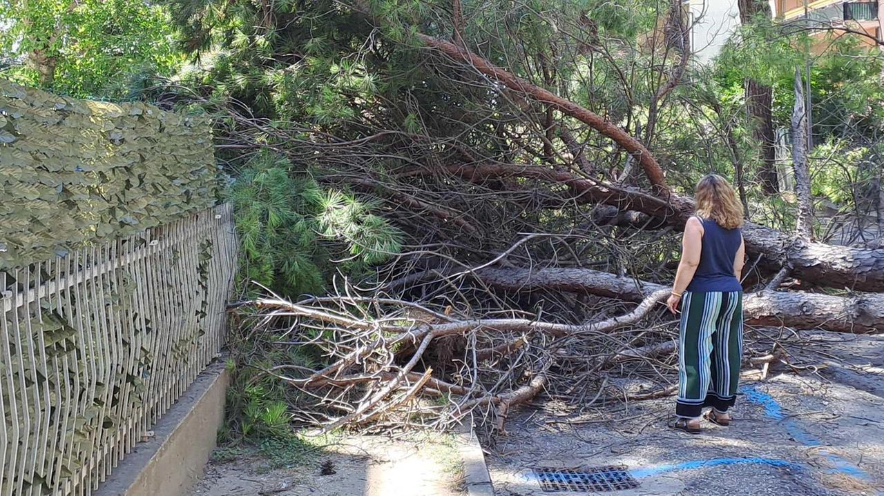 A Tagliata di Cervia, paura per la caduta di un pino nell'hotel Kitty, senza feriti. Fenomeno legato a condizioni meteorologiche estreme, come spiegato dall'assessore al verde del Comune.