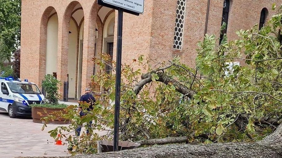 Albero caduto in piazza Bracci: "Fatto grave, servono più controlli"