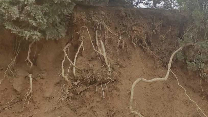 Frana a contrada Asola: alberi rischiano crollo dopo nubifragio. Intervento dei vigili del fuoco per abbatterli e mettere in sicurezza l'area.