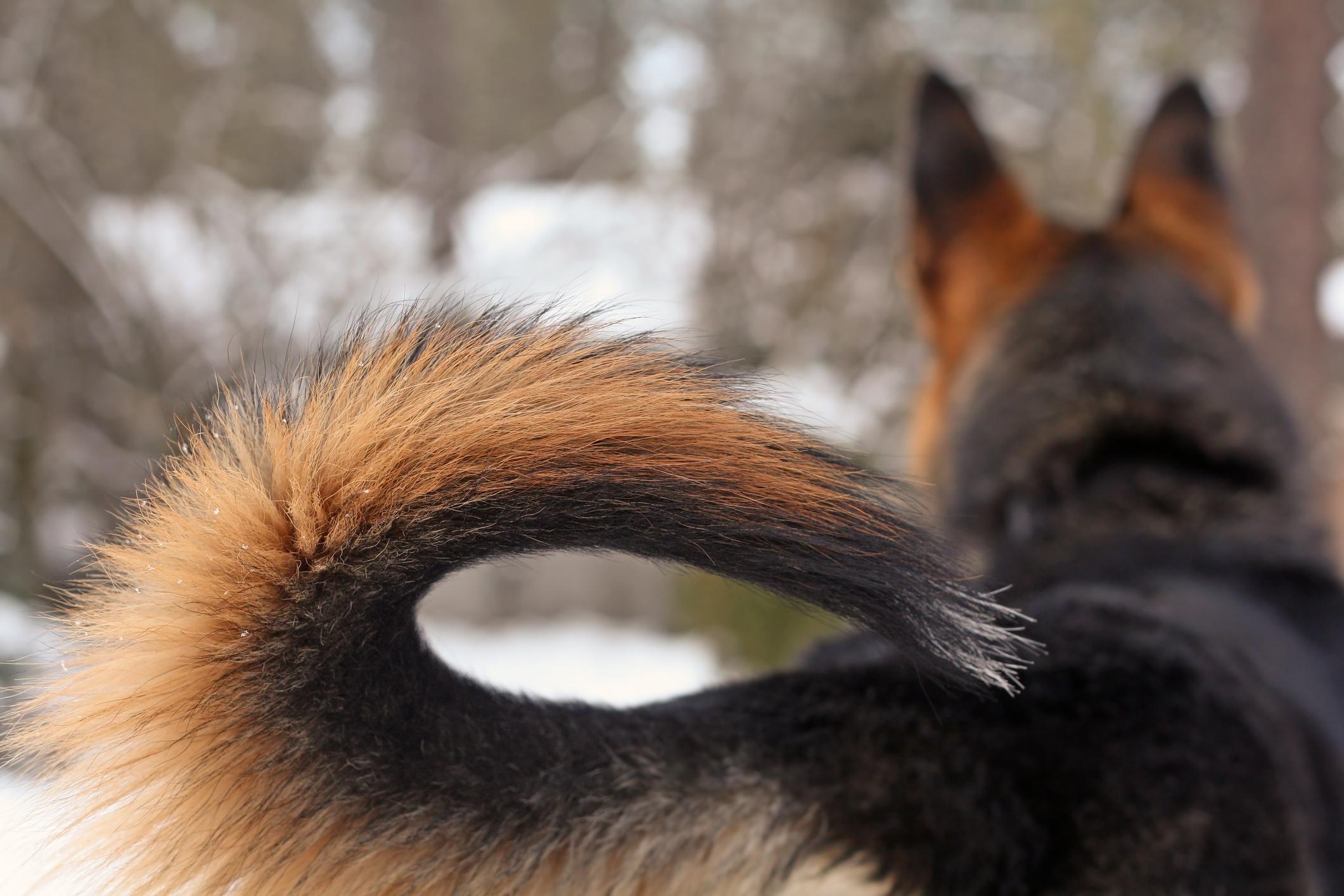 Pastore condannato: getta nel fosso un pincher appena ucciso dai suoi cani