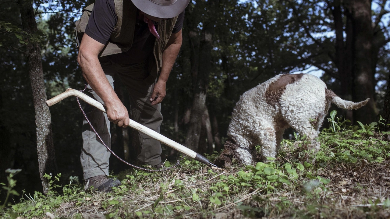 Dalla prossima settimana appuntamenti dedicati al tesoro del sottobosco in tutto l’Appennino. Raccolto scarso e prezzi con quotazioni che raggiungono i quattromila euro il chilogrammo .