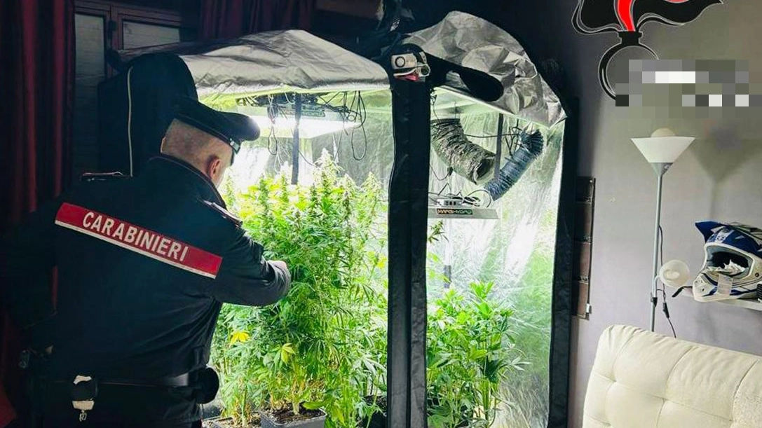 Una serra di marijuana in casa a Rimini: arrestato 40enne (foto di repertorio)