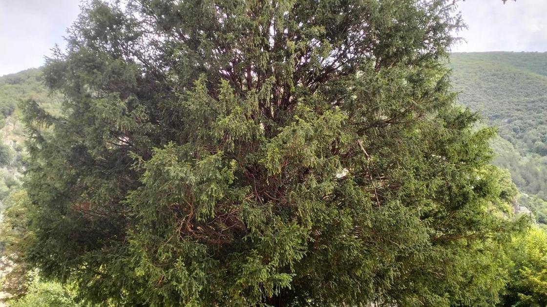 Albero monumentale nei giardini pubblici di Pioraco