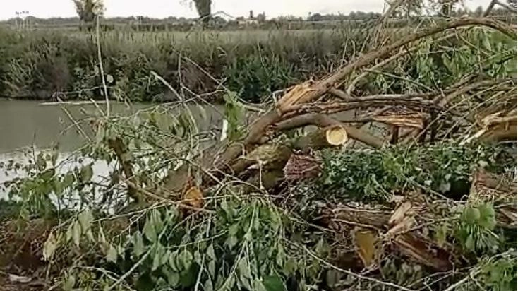 Domani, dalle 14 alle 16, alla darsena sotto il ponte abbattuto, un sit in contro il taglio degli alberi