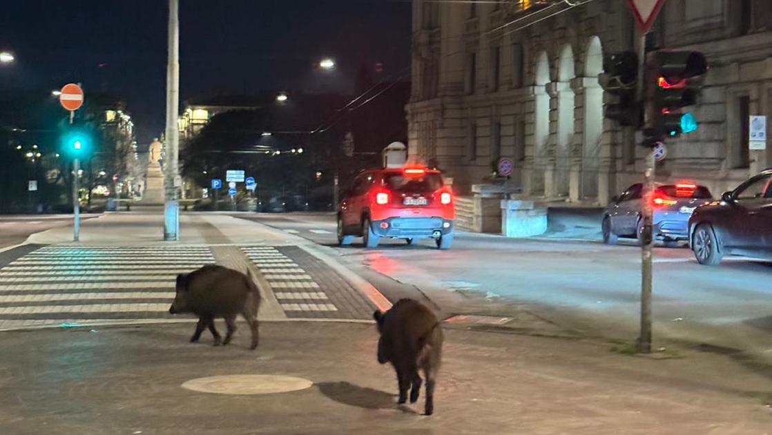 Due cinghiali a spasso per il centro di Ancona. Video