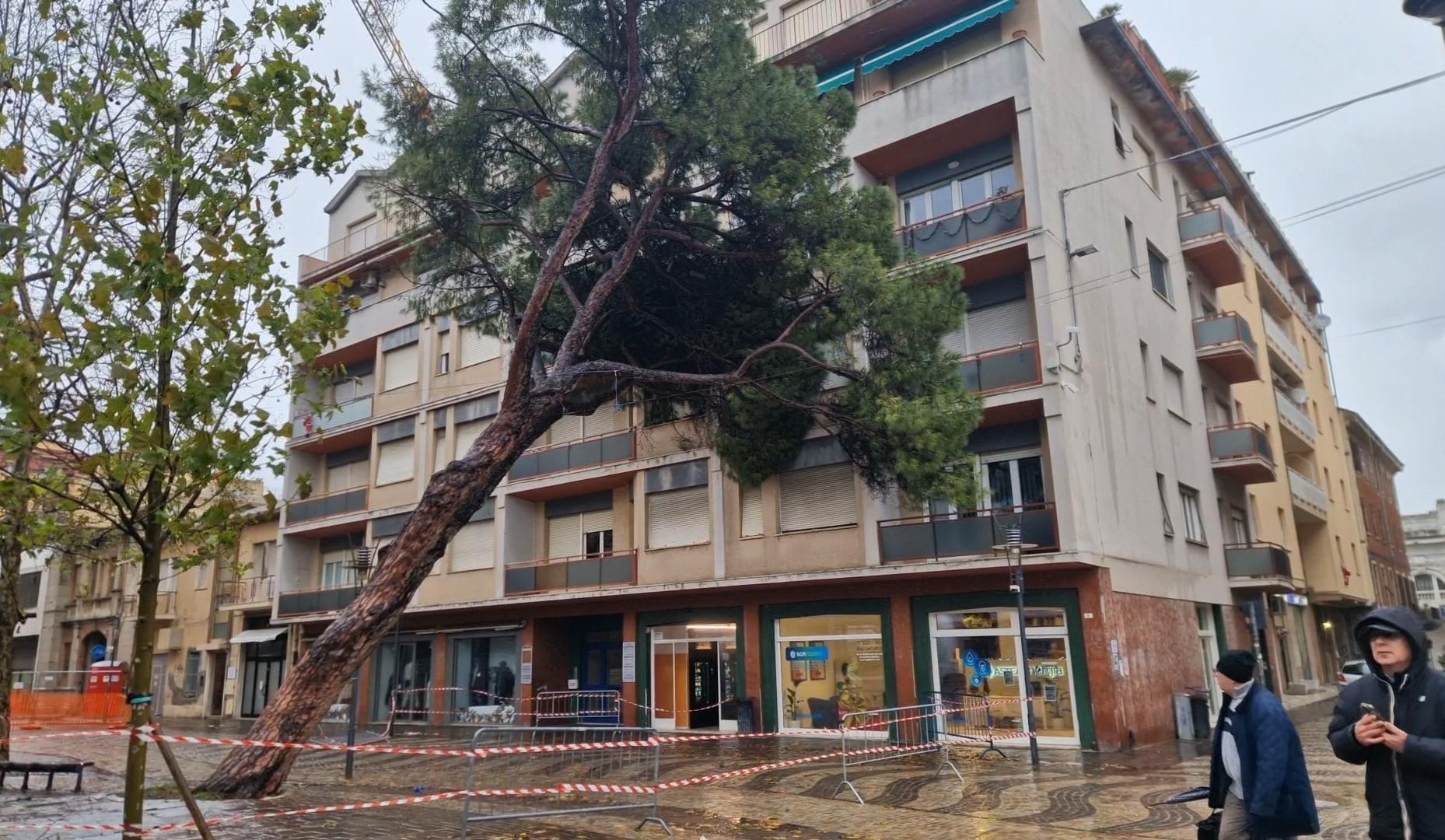 Pino crolla su un condominio: “Tragedia sfiorata in centro. Era un simbolo di Falconara”