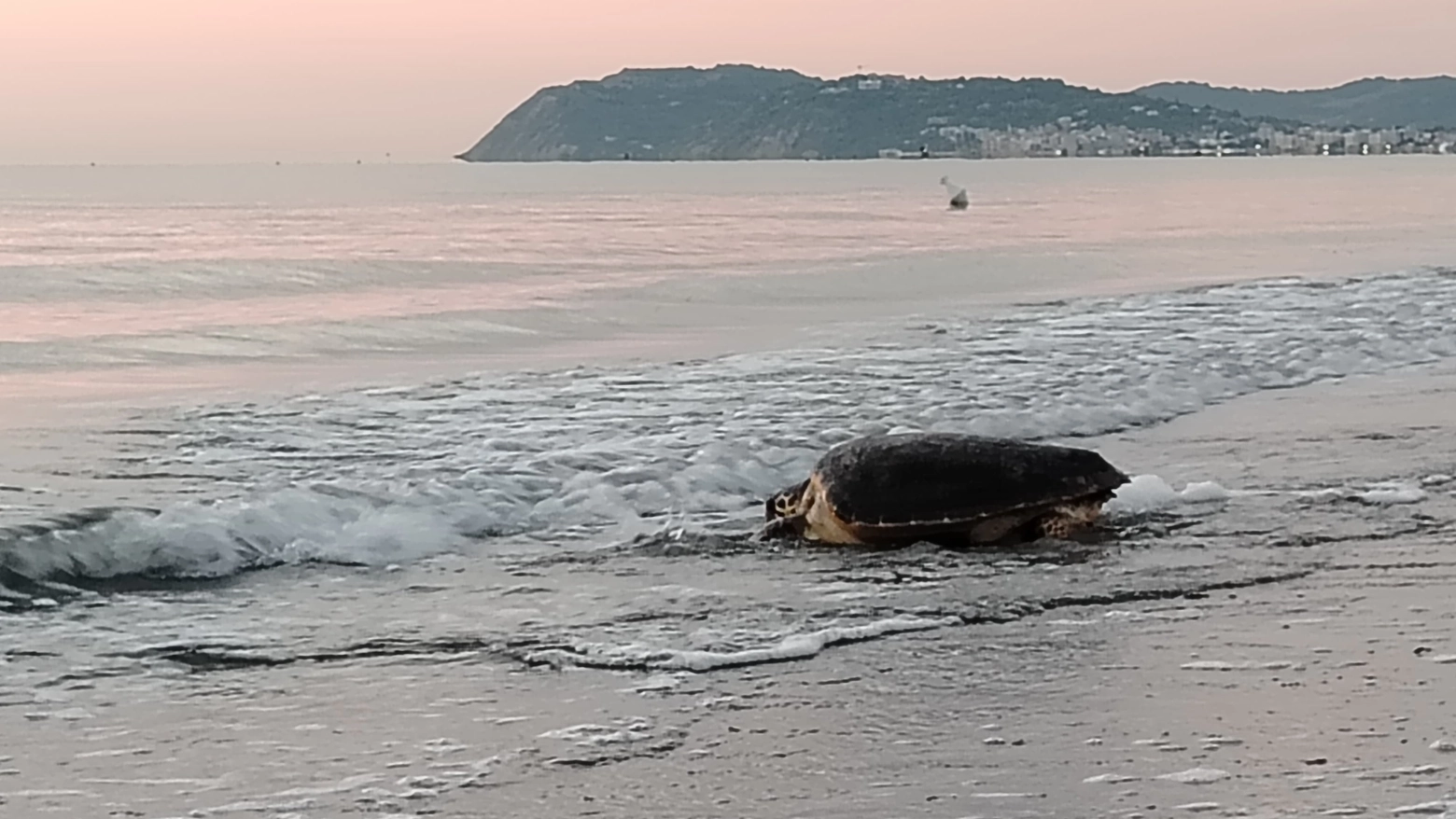 Alle 6.00 di mattina le tartarughe marine Mortadella e Nina sono state restituite al mare